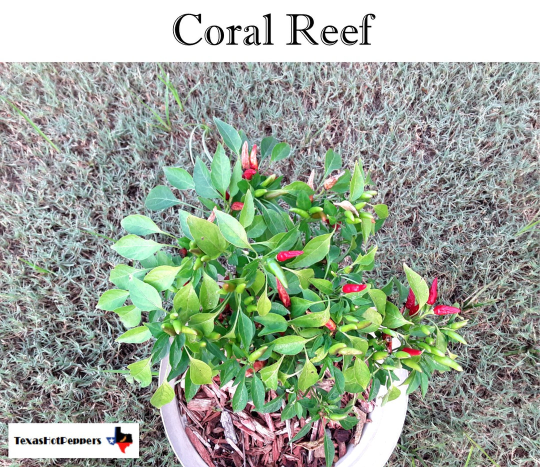 Coral Reef Texas Hot Peppers