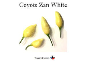 Coyote Zan White
