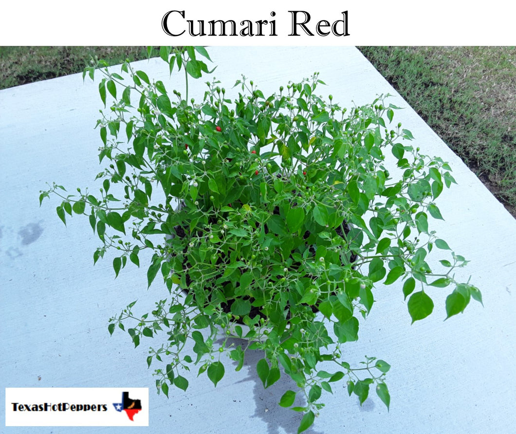 Cumari Red Seeds