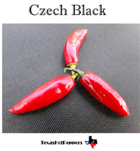 Czech Black