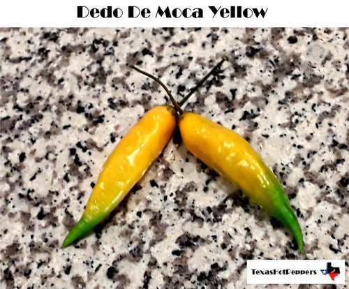 Dedo De Moca Yellow