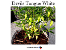 Load image into Gallery viewer, Devils Tongue White