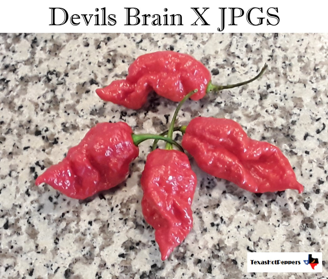 Devils Brain X JPGS