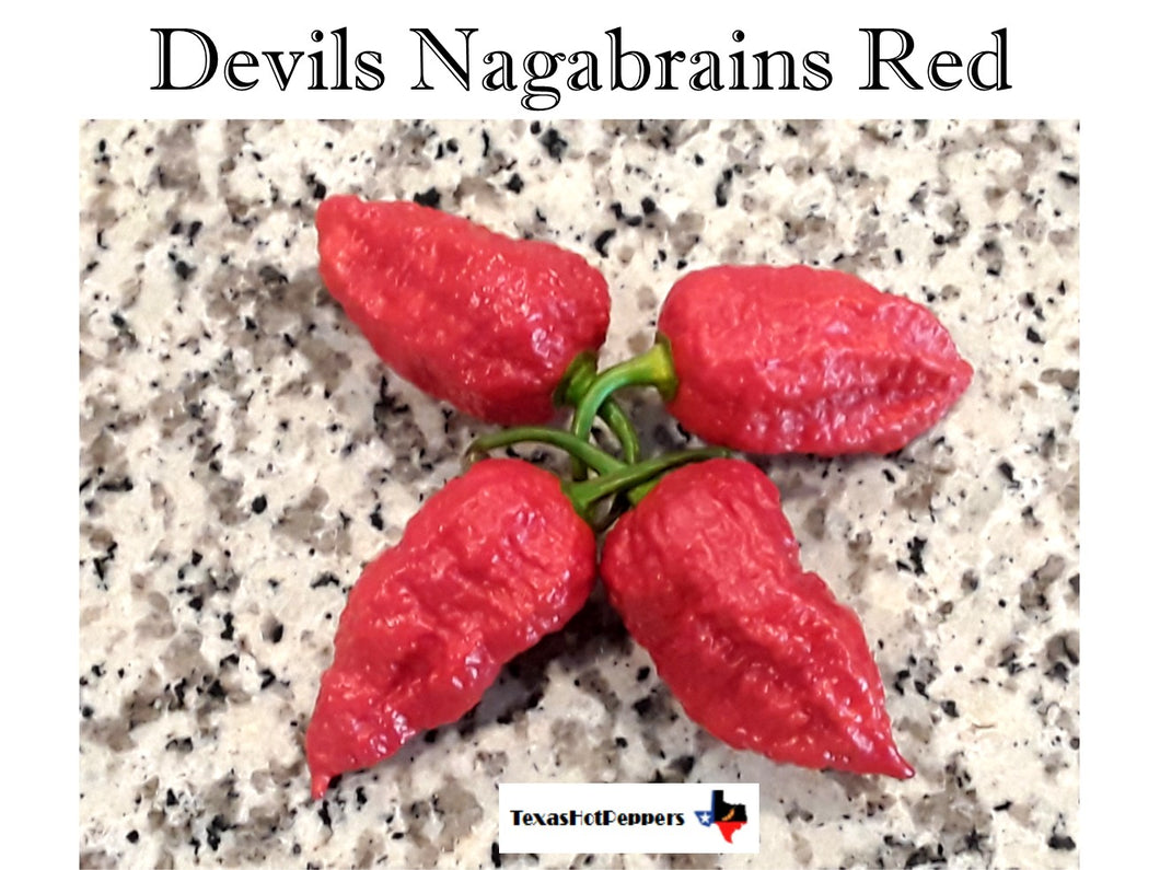 Devils Nagabrains Red