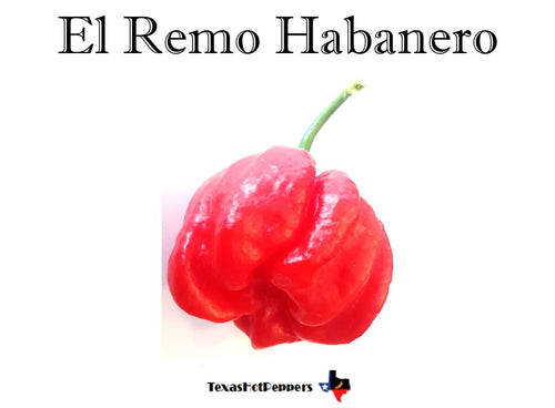 El Remo Habanero