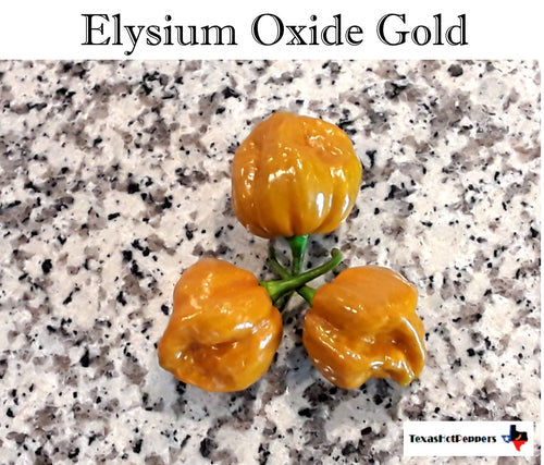Elysium Oxide Gold