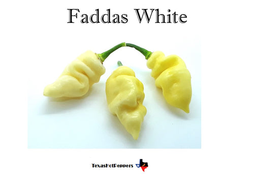 Faddas White