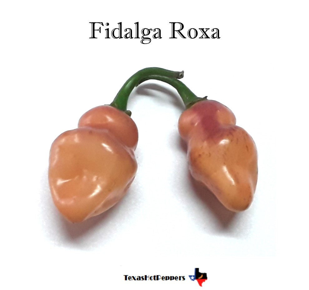 Fidalgo Roxa