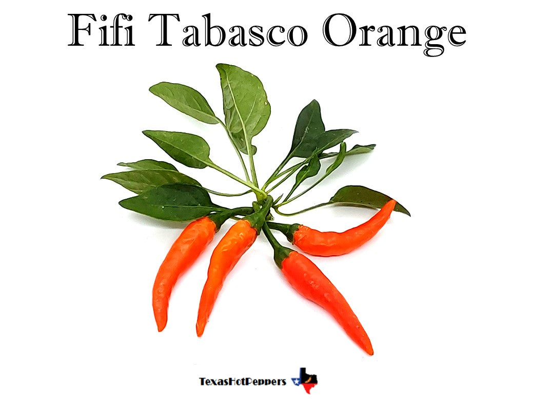 Fifi Tabasco Orange