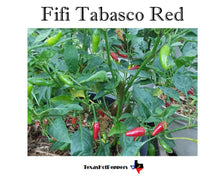 Load image into Gallery viewer, Fifi Tabasco Red