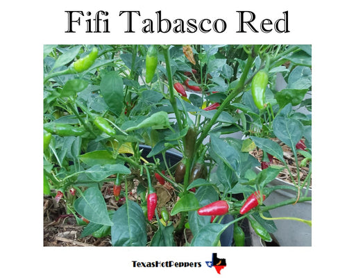 Fifi Tabasco Red