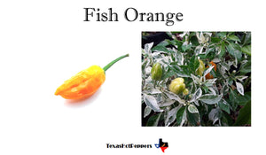 Fish Orange