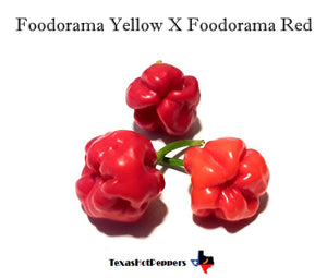 Foodorama Yellow X Foodorama Red