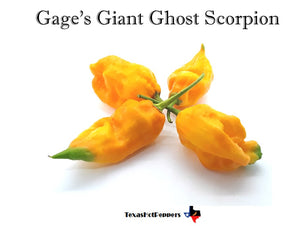 Gage's Giant Ghost Scorpion