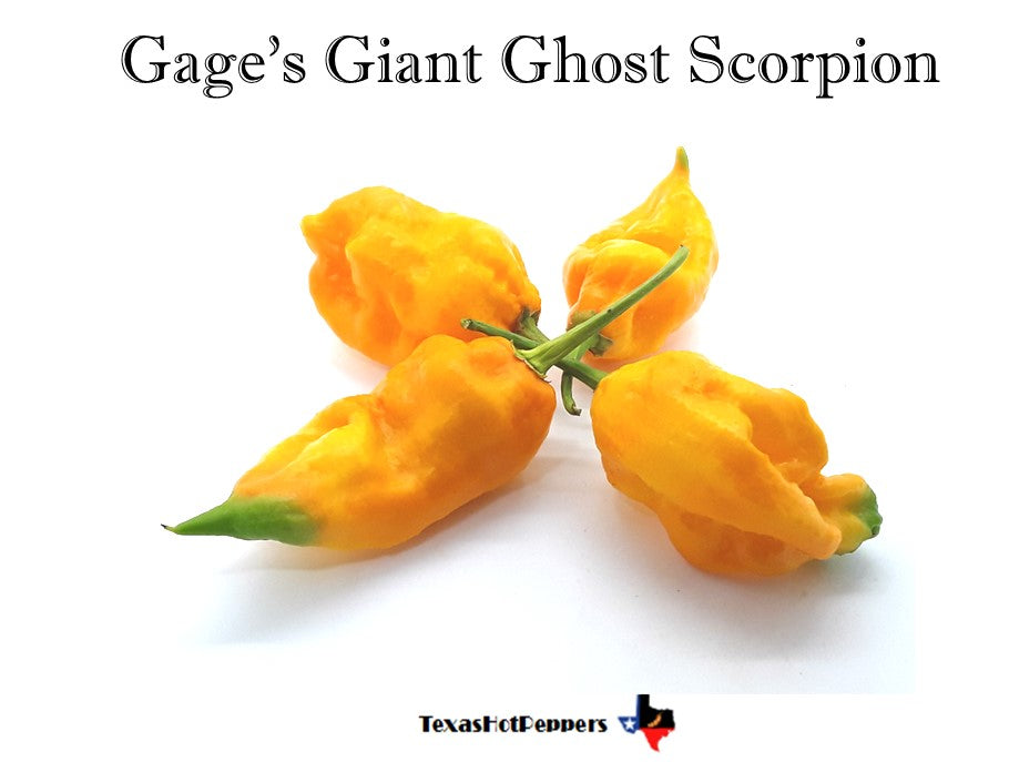 Gage's Giant Ghost Scorpion