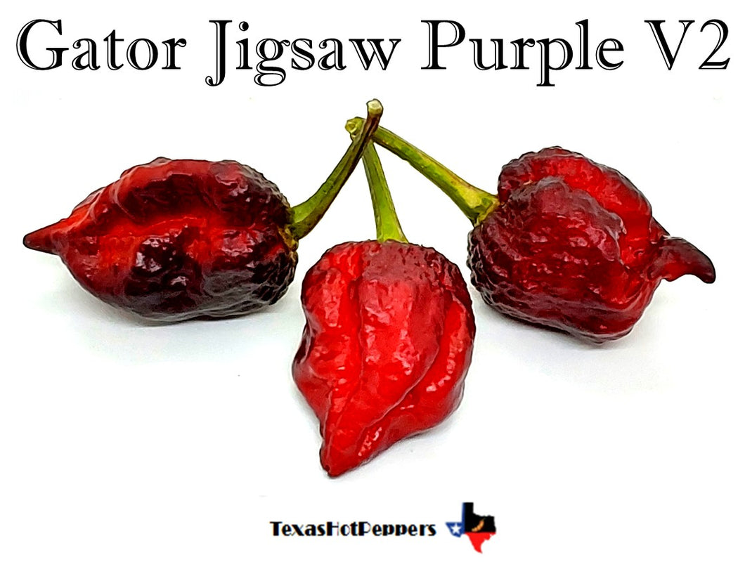 Gator Jigsaw Purple V2