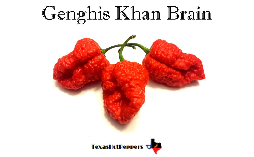 Genghis Khan Brain