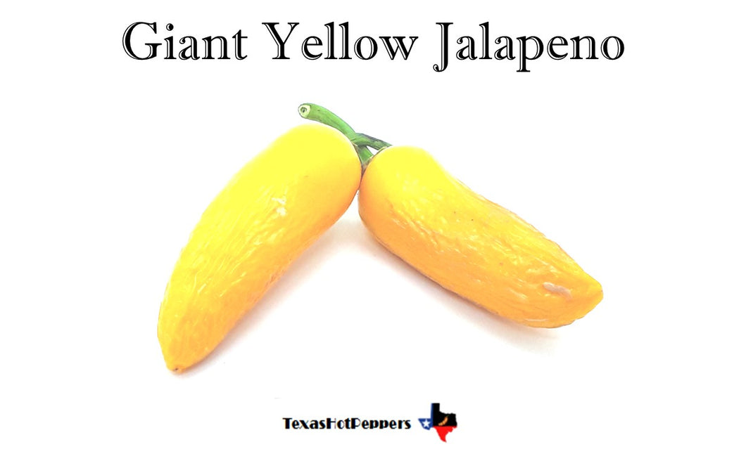 Giant Yellow Jalapeno