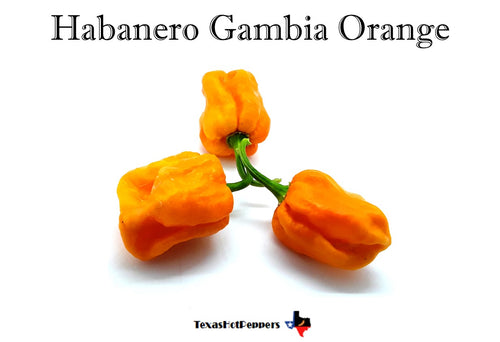 Habanero Gambia Orange