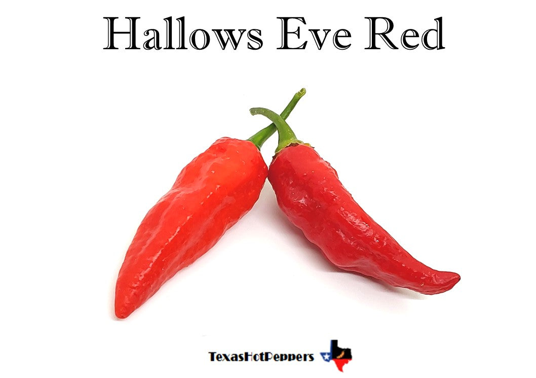 Hallows Eve Red