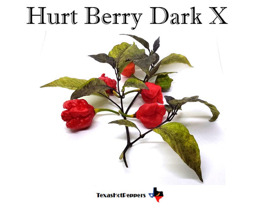 Hurt Berry Dark X