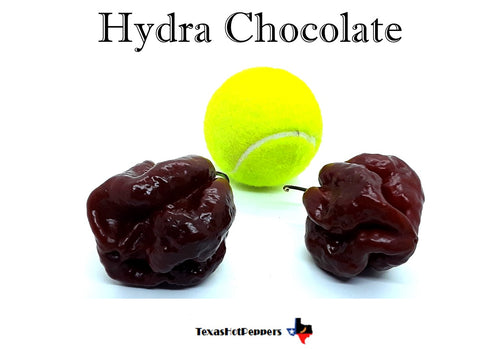 Hydra Chocolate