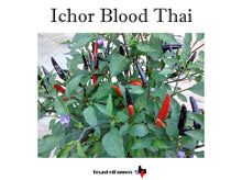 Load image into Gallery viewer, Ichor Blood Thai