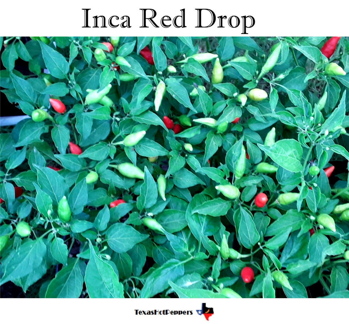 Inca Red Drop – Texas Hot Peppers