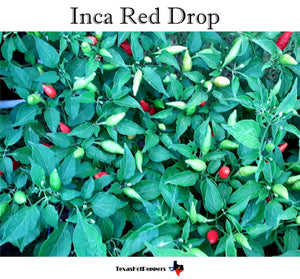 Inca Red Drop