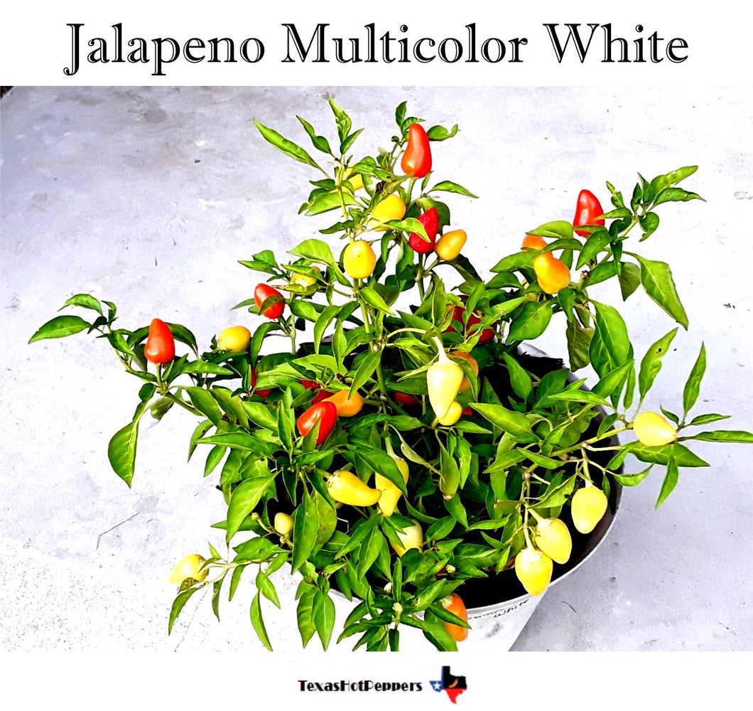 Jalapeno Multicolor White