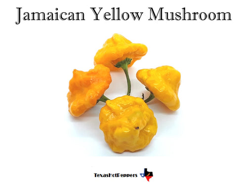 Jamaican Yellow Mushroom