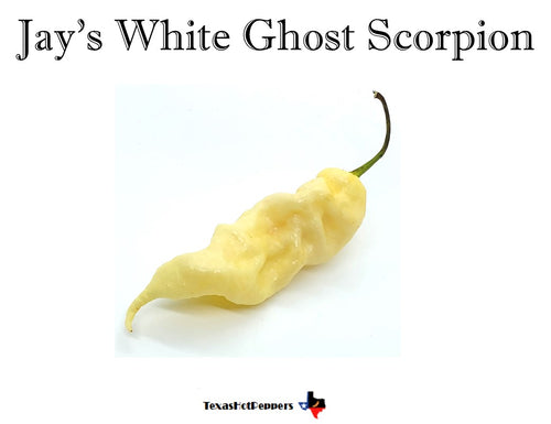 Jay's White Ghost Scorpion