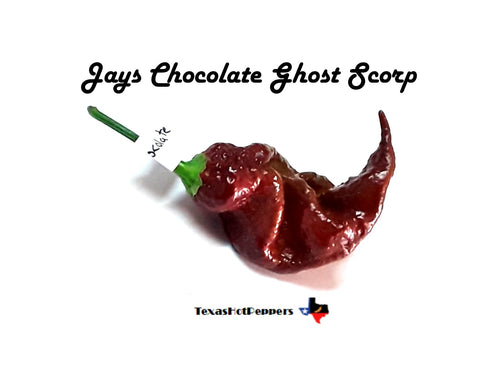 Jays Chocolate Ghost Scorpion
