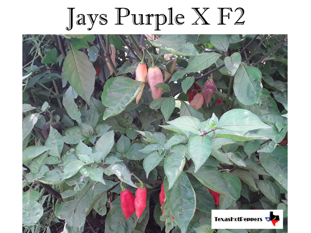 Jays Purple X F2