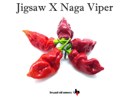 Jigsaw X Naga Viper