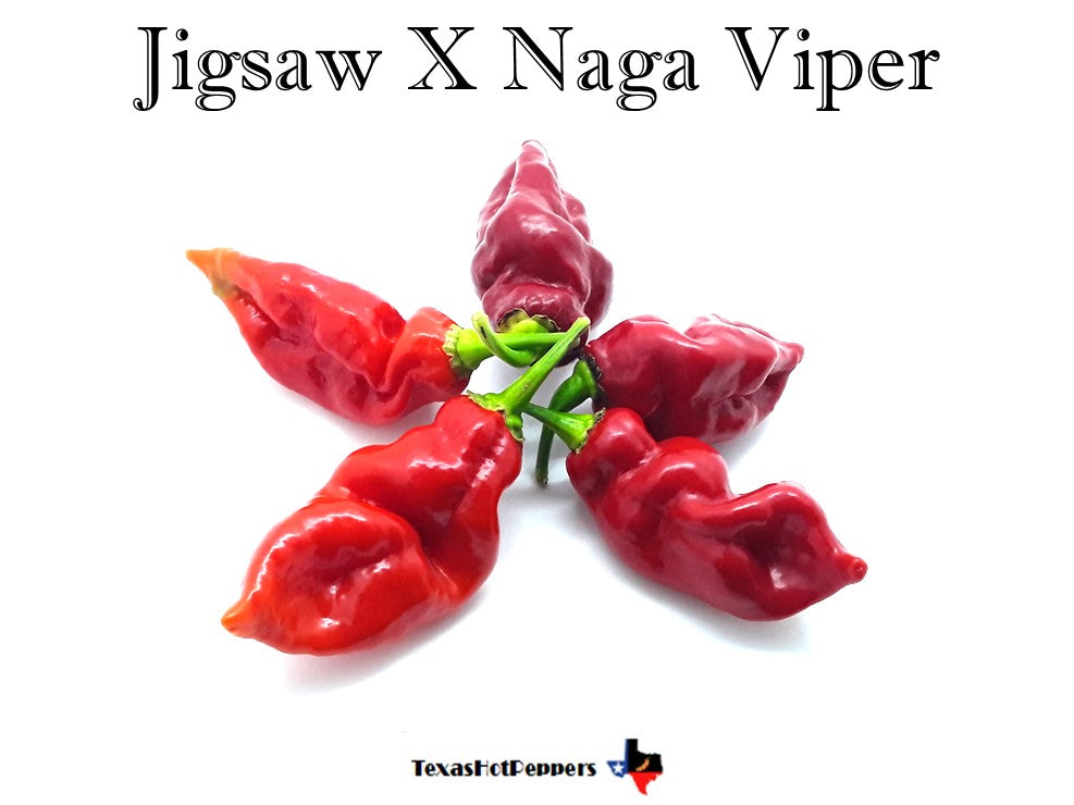 Jigsaw X Naga Viper – Texas Hot Peppers