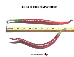 Joe's Long Cayenne