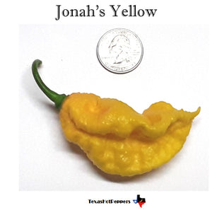 Jonahs Yellow