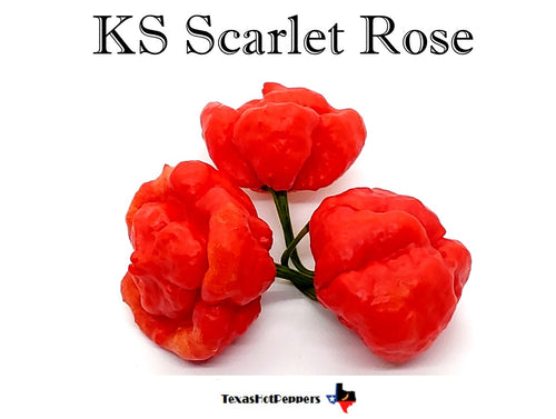 KS Scarlet Rose