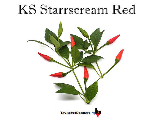 KS Starrscream Red