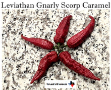 Load image into Gallery viewer, Leviathan Gnarly Scorpion Caramel Seeds