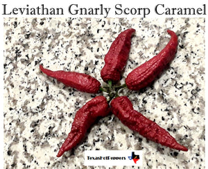 Leviathan Gnarly Scorpion Caramel Seeds