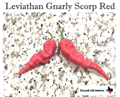 Leviathan Gnarly Scorpion Red Seeds