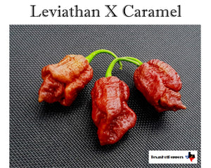 Leviathan X Caramel