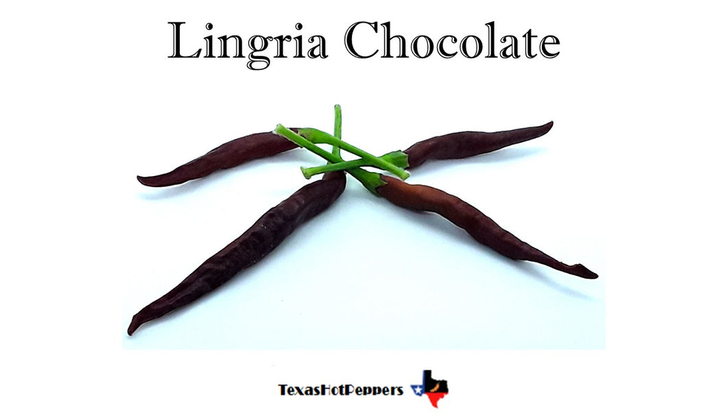 Lingria Chocolate