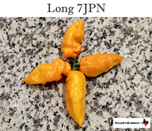 Long 7JPN