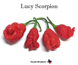 Lucy Scorpion