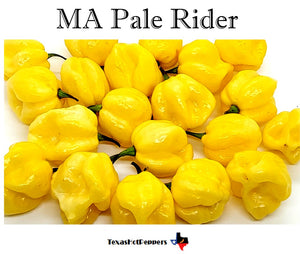 MA Pale Rider