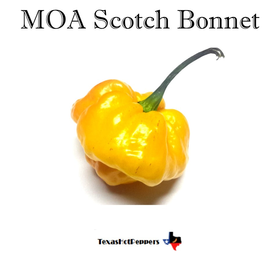 MOA Scotch Bonnet