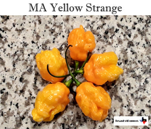 MA Yellow Strange